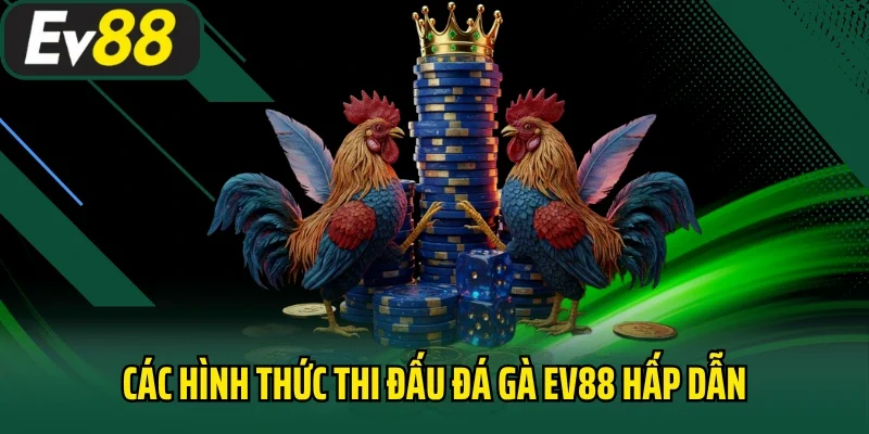 Các hình thức thi đấu đá gà EV88 hấp dẫn, lôi cuốn nhất
