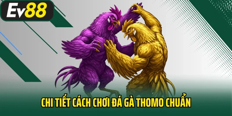 Chi tiết cách chơi đá gà Thomo chuẩn