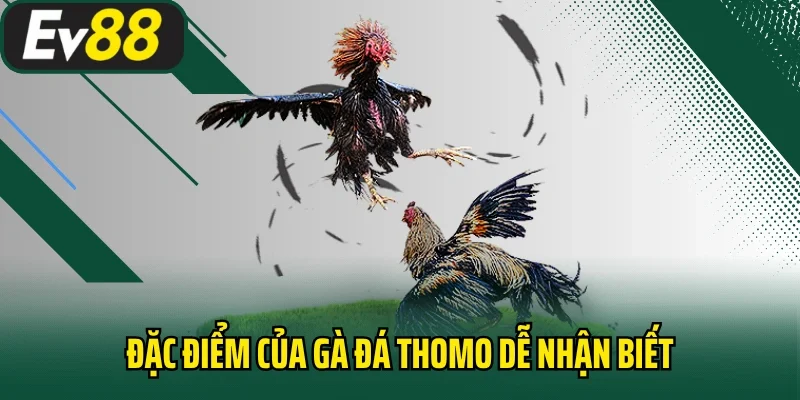 Đặc điểm của gà đá Thomo dễ nhận biết