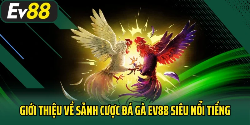 Giới thiệu về sảnh cược đá gà EV88 siêu nổi tiếng