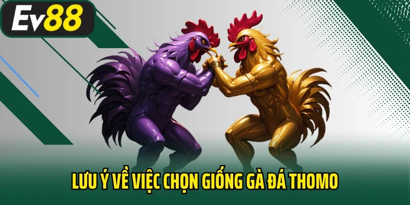 Lưu ý về việc chọn giống gà đá Thomo