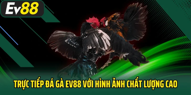 Trực tiếp đá gà EV88 với hình ảnh chất lượng cao