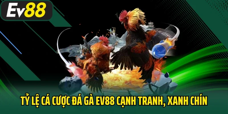 Tỷ lệ cá cược đá gà EV88 cạnh tranh, xanh chín