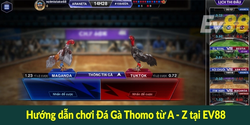 Hướng dẫn chơi Đá Gà Thomo từ A - Z tại EV88
