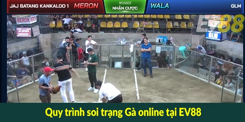 Quy trình soi trạng Gà online tại EV88